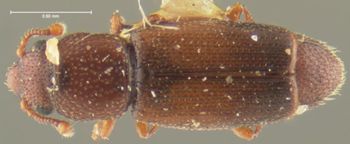 Media type: image;   Entomology 24488 Aspect: habitus dorsal view